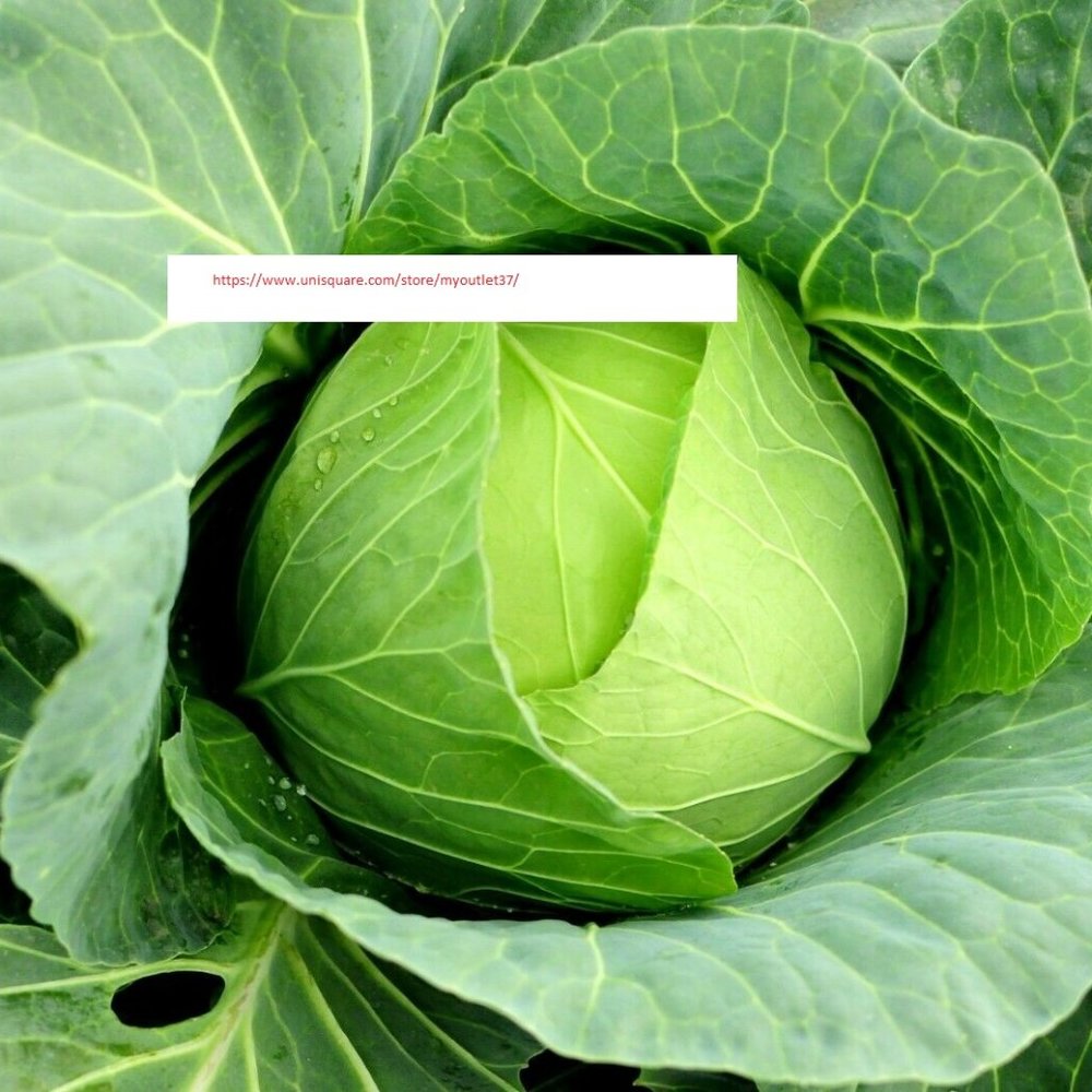 Copenhagen Cabbage Seeds - Vegetable Seeds - BOGO